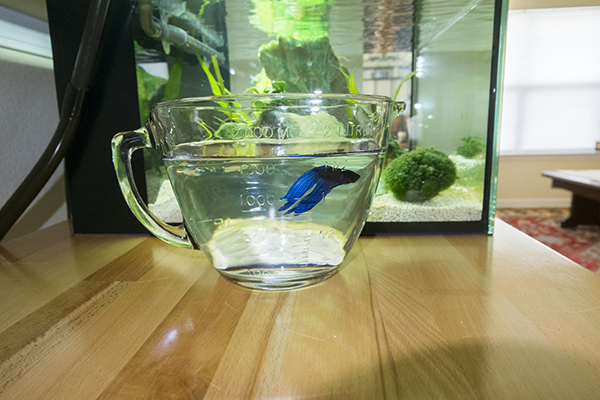Photograph of blue Betta fish in a Pyrex measuring bowl, waiting for his new aquarium.